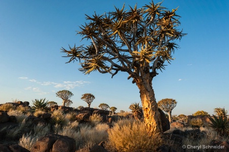 Quiver Tree Forest 1205