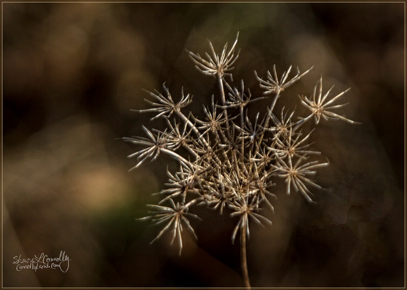 Natures's Fireworks