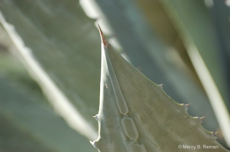 aloe tip