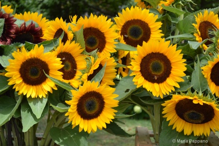 Sunflowers - Best Photo