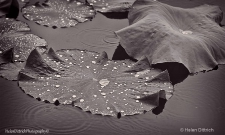 lily pad rain drops