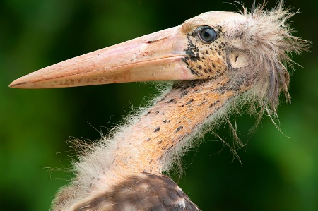 Portrait of Lesser Adjutant