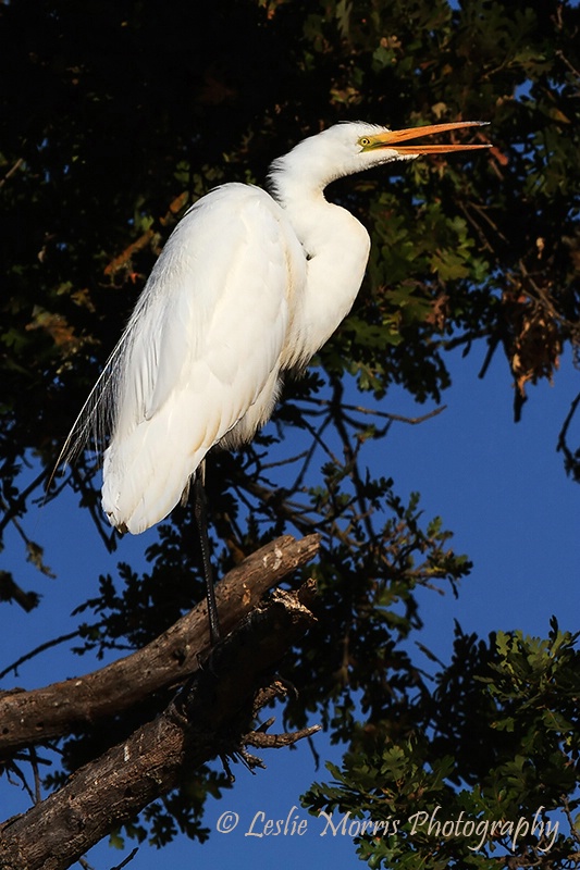 Great White Egret - ID: 13169301 © Leslie J. Morris