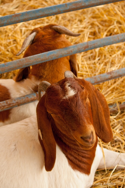 Goats in the Mirror