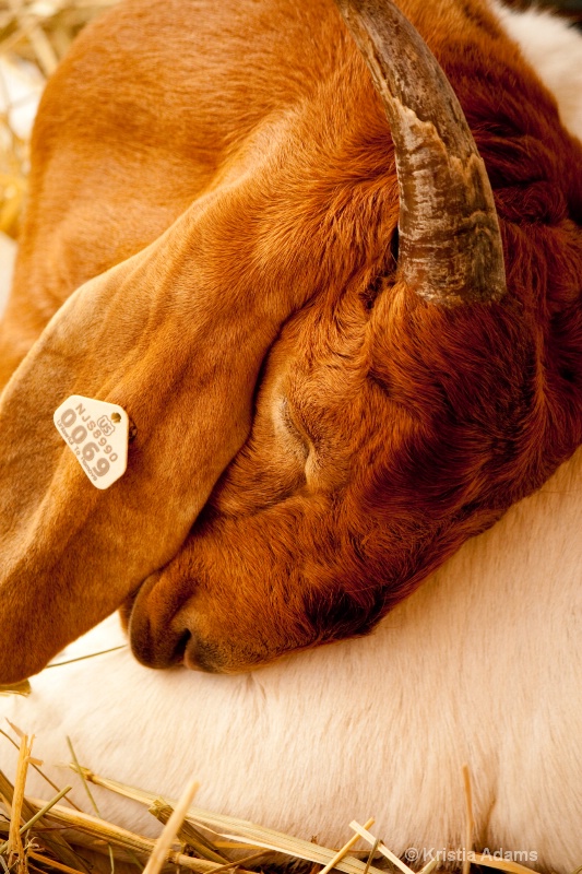 Long Day at the County Fair II