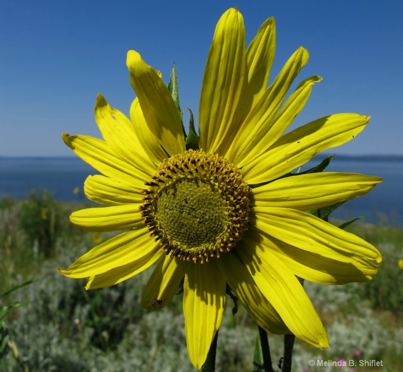 Yellowstone Sunflower