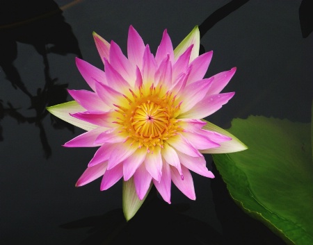 Water Lily