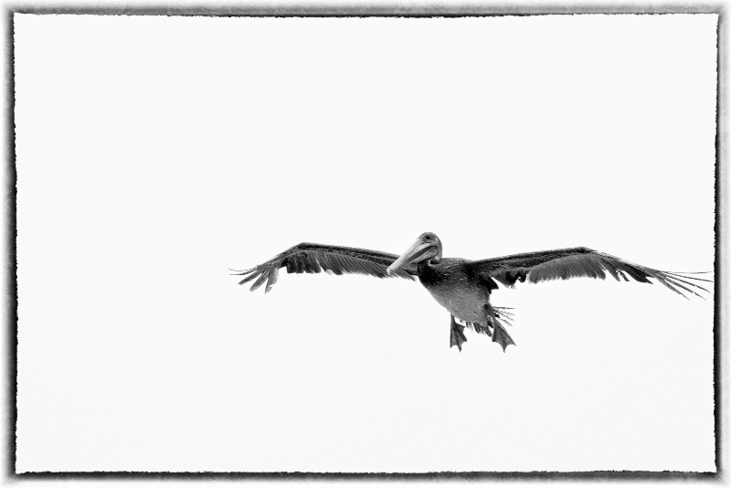 A Pelican in Flight