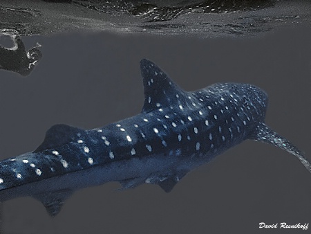 Whale Shark in Holbox
