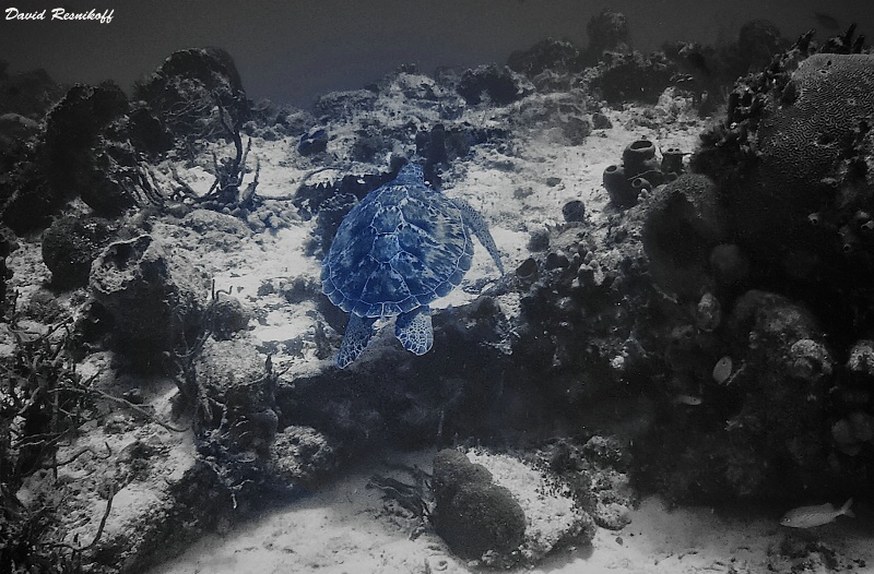 Sea Turtle in Palancar