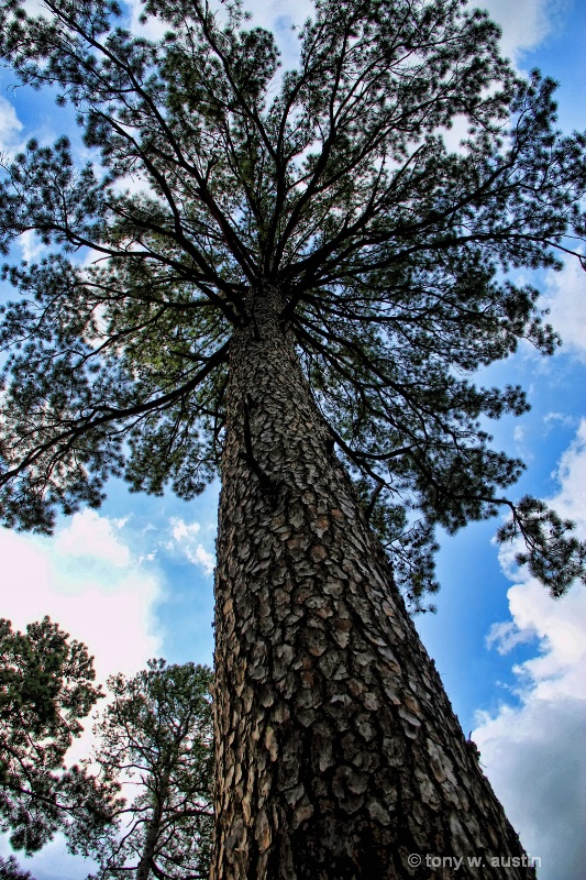 Reach for the sky