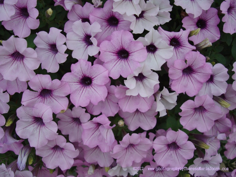 Pretty in Purple - ID: 13169650 © Theresa Marie Jones