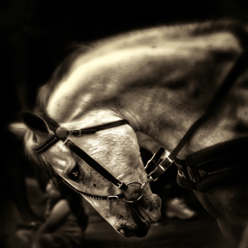 Horse in KATY Days parade - 2009