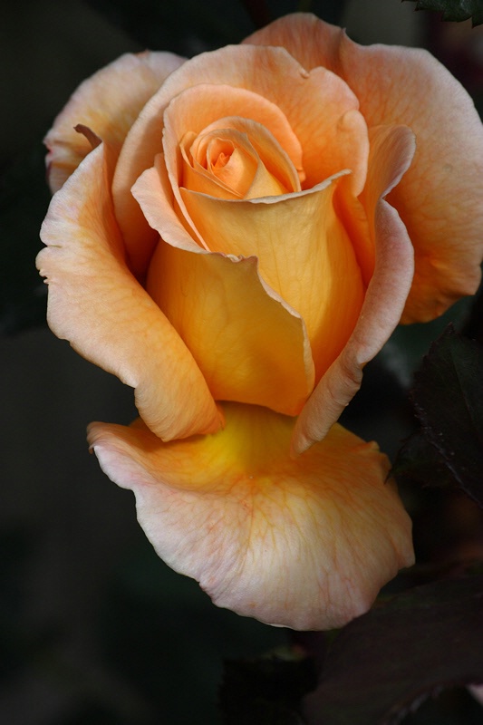 Golden rose