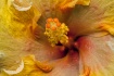 Romance in Yellow...