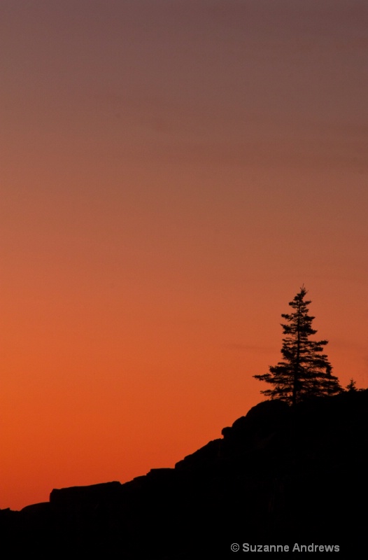 Sunrise Pine - ID: 13170549 © Suzanne Andrews