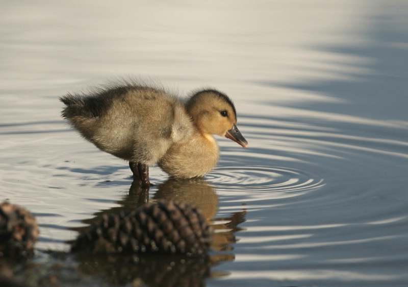 Duckling