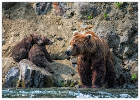 Brown Bear Cubs with Mom