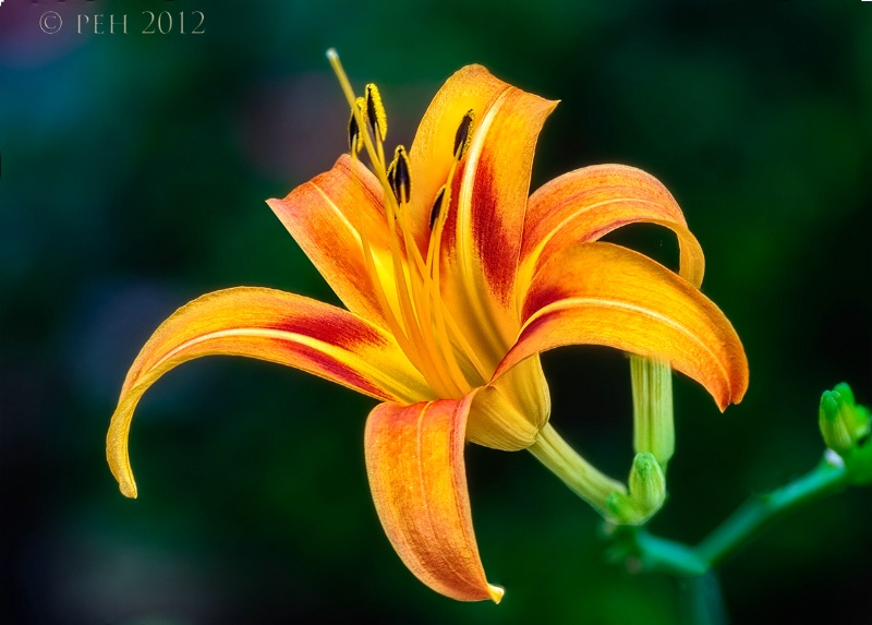 Asiatic Day Lily