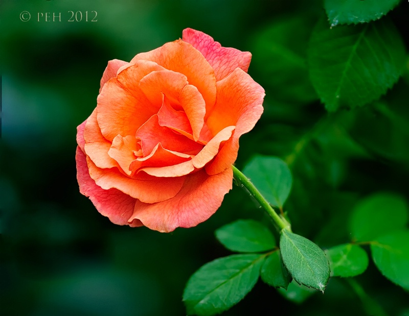 Hybrid Pink and Orange Rose