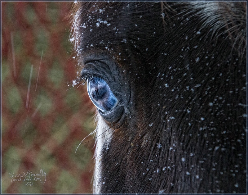 Ice Blue Eye