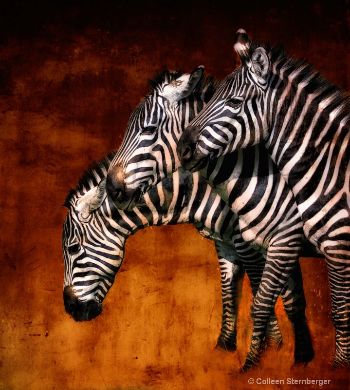 Three Zebras