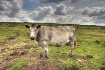 Moorland Cow