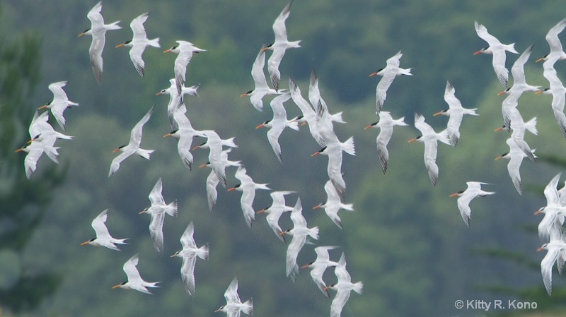 Flock of Terns over the Lagoon at Stinson Beach