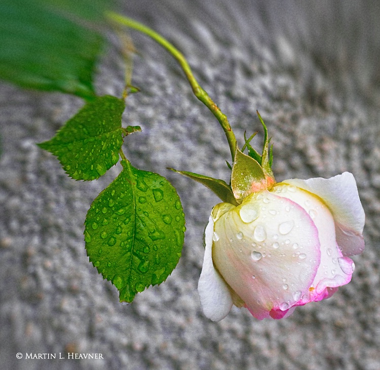 Bello Visto Rose - Cairanne, France - ID: 13172755 © Martin L. Heavner