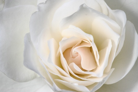 White rose #2