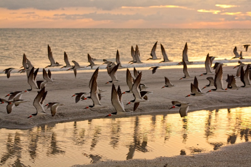 Sunset flight