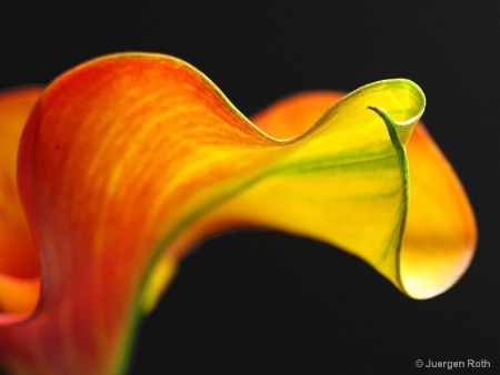 Calla Lily