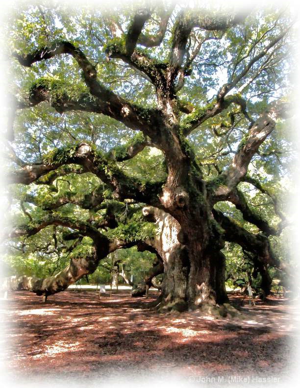 Angel Oak on John's Island SC - ID: 13173339 © John M. Hassler