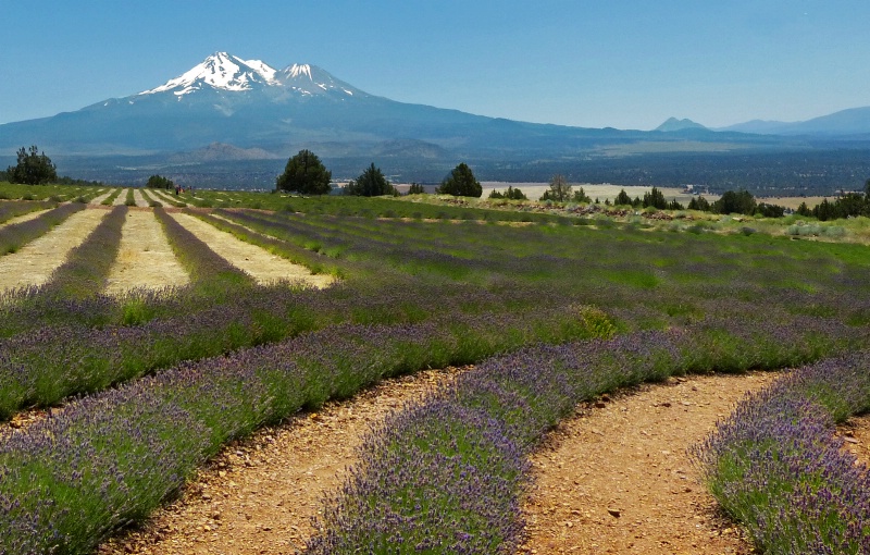 Mt Shasta Lavender Farm
