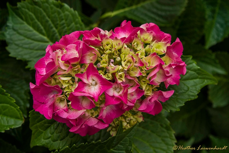 Pink Hydrangea