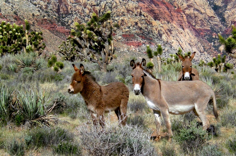 Wild Burros Red Rock Canyon, Nevada  J-69-12