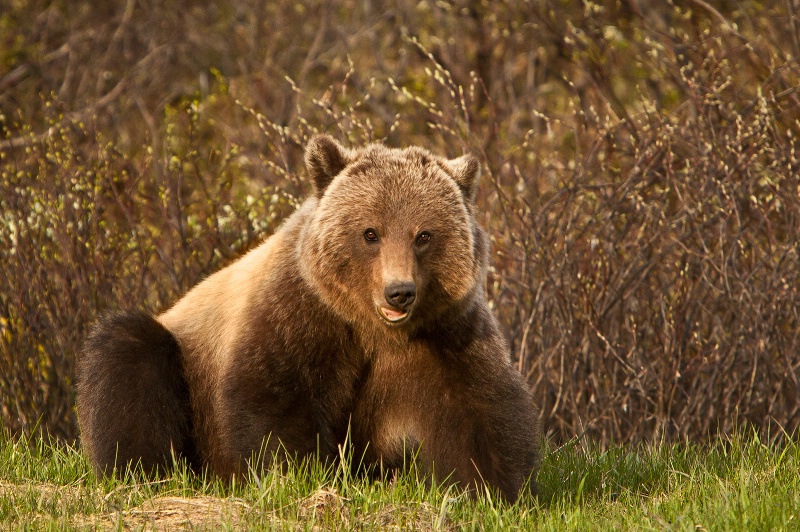 Grizzly by name .... cuddly by nature 