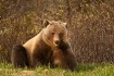 Grizzly by name ....