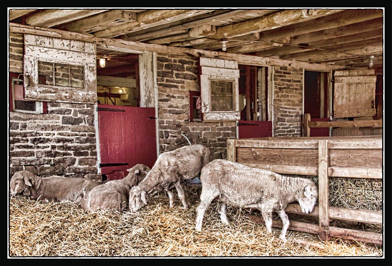 Sheep in the Barn