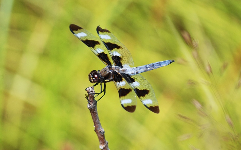 male 12 spotted widow skimmer