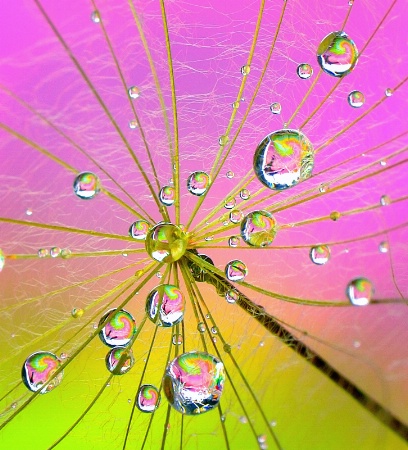 Fairy Nectar Drops