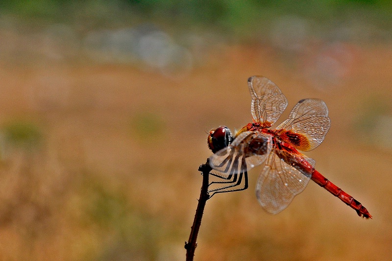 Dragonfly - ID: 13174433 © VISHVAJIT JUIKAR