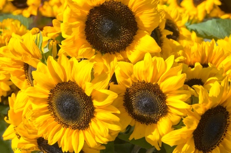 Sunflowers 4