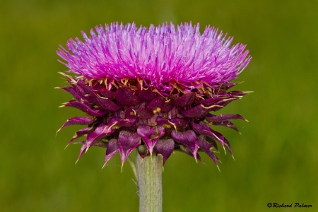 Musk Thistle