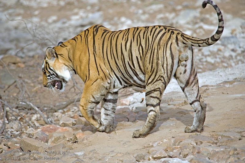 Royal Bengal Tiger -3