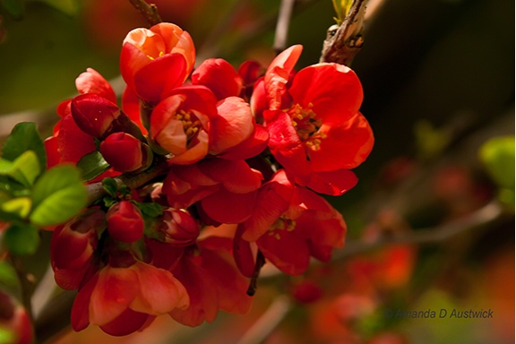 Coral Quince II