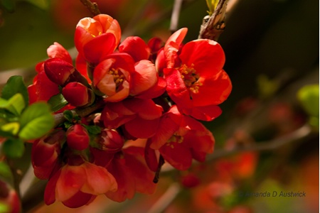 Coral Quince II
