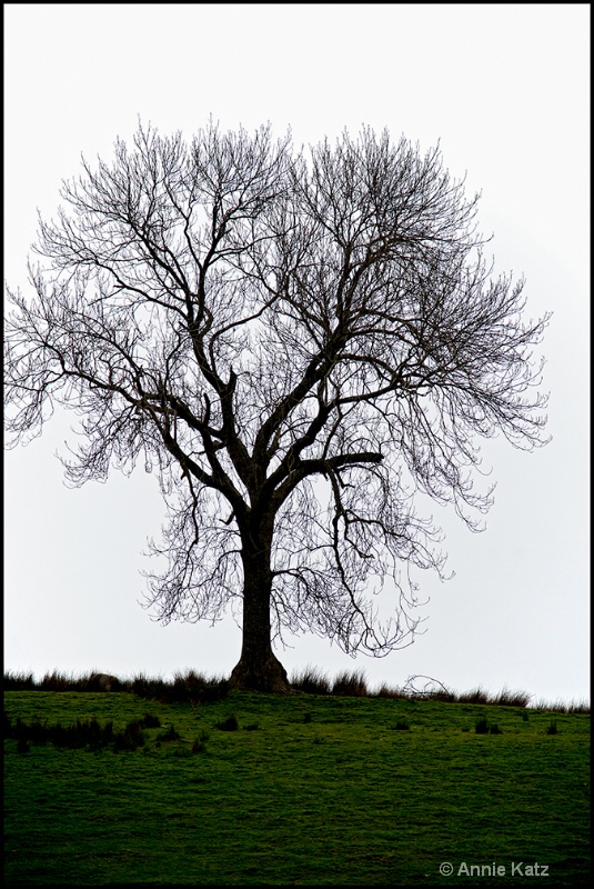 tree - ID: 13175629 © Annie Katz