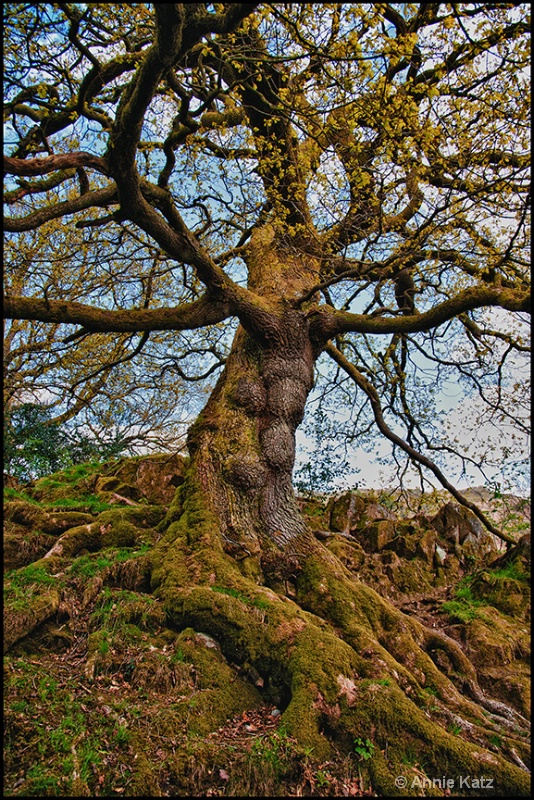 gnarly tree - ID: 13175658 © Annie Katz