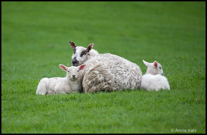 mom kids - ID: 13175691 © Annie Katz